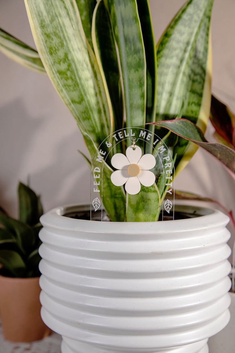 Feed Me & Tell Me I'm Pretty Daisy Acrylic Plant Stake