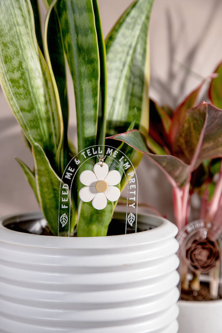 Feed Me & Tell Me I'm Pretty Daisy Acrylic Plant Stake