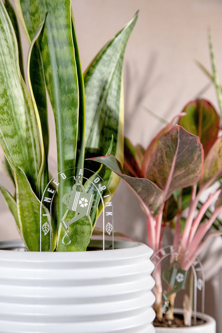 I Need A Drink Watering Can Acrylic Plant Stake