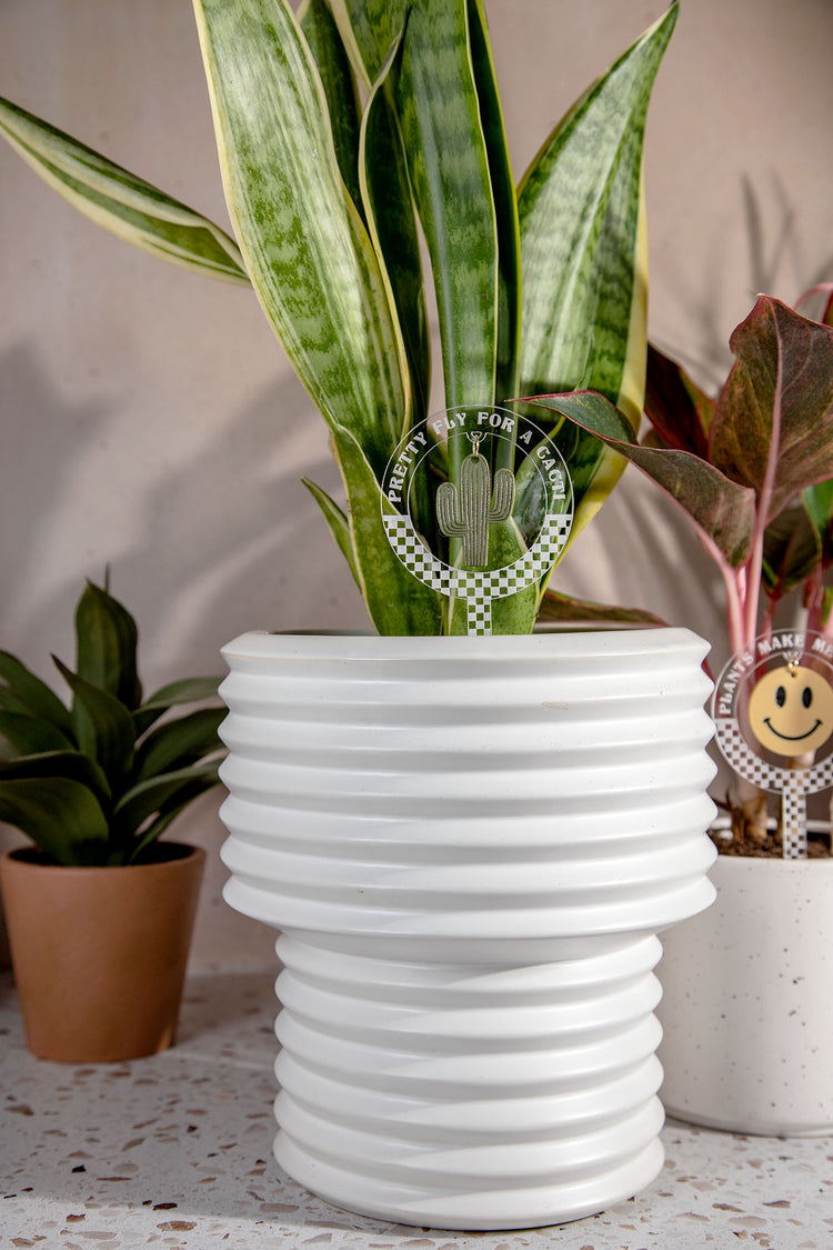 Pretty Fly Cacti Checkered Acrylic Plant Stake