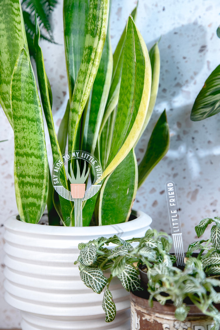 Say Aloe to Little Friend 2 Piece Plant Stake