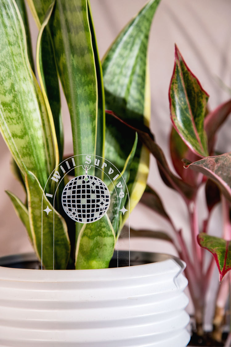 I Will Survive Acrylic Disco Plant Stake