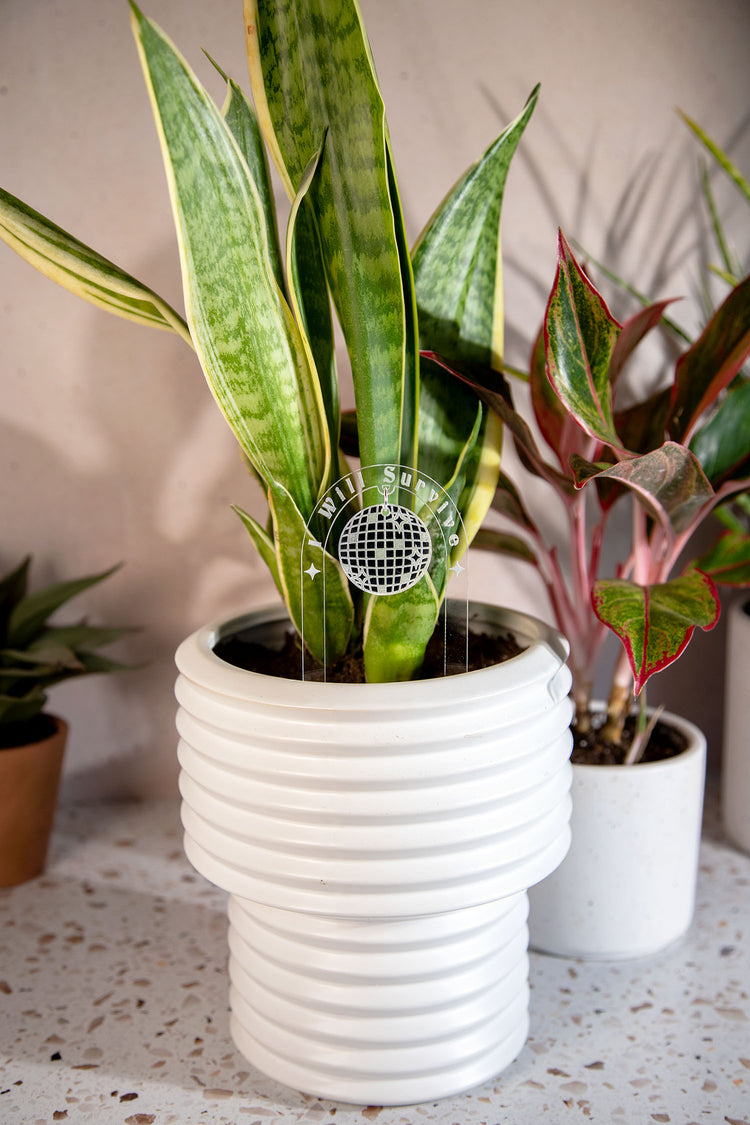 I Will Survive Acrylic Disco Plant Stake