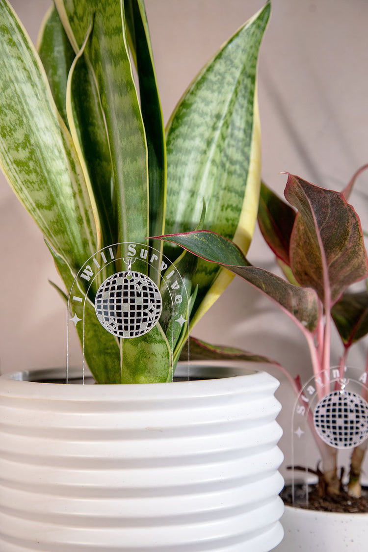 I Will Survive Acrylic Disco Plant Stake
