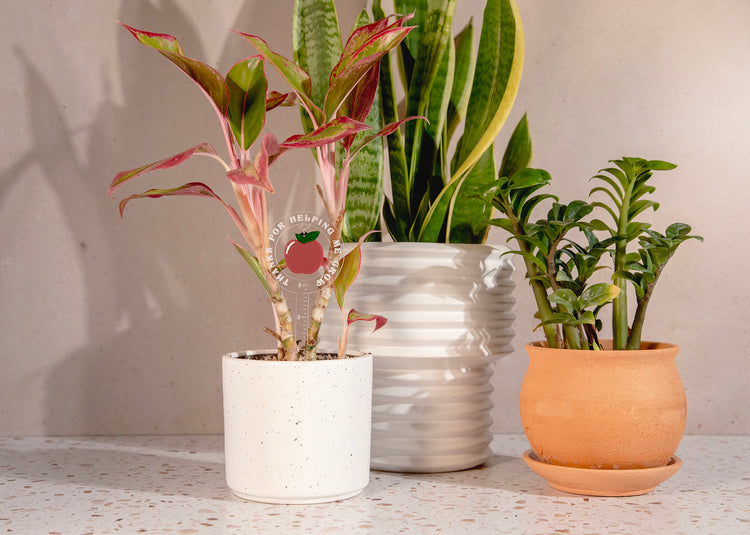 Thanks for Helping Me Grow Plant Stake