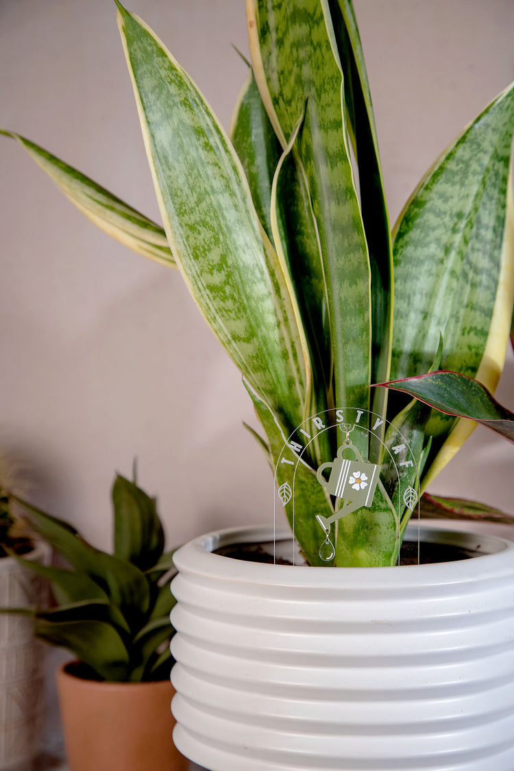 Thirsty AF Watering Can Acrylic Plant Stake