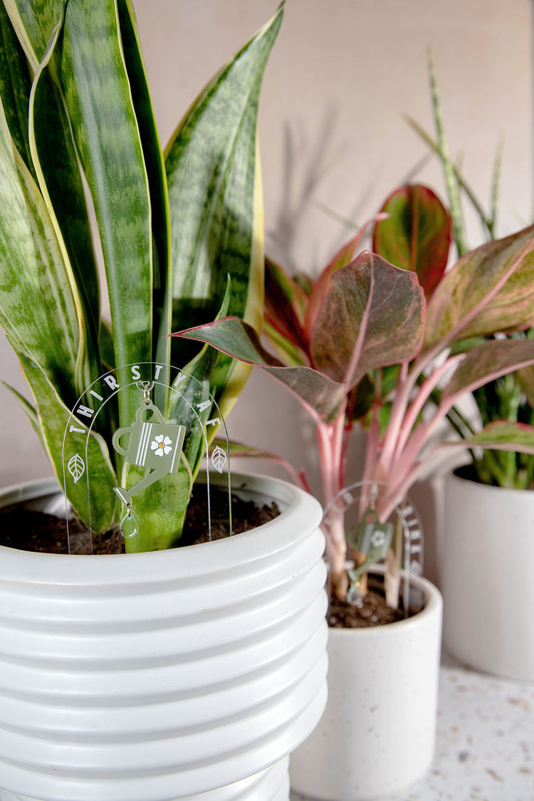 Thirsty AF Watering Can Acrylic Plant Stake